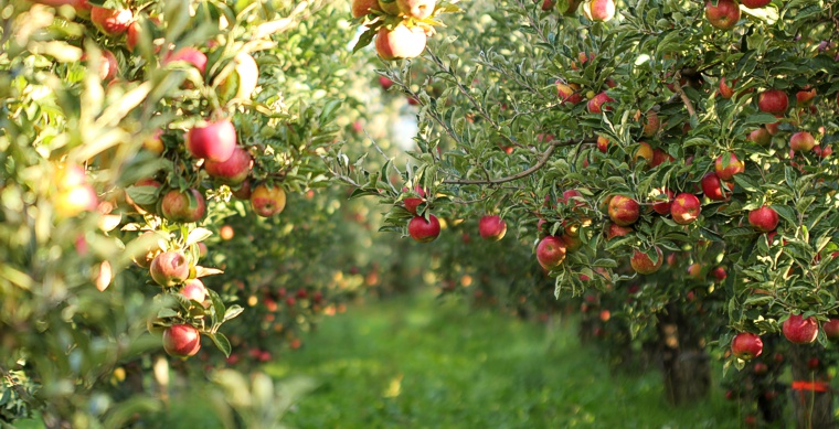 appels aan de boom, fruitbomen